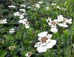 ibéris (Iberis sempervirens)