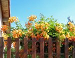 bignone (Campsis grandiflora)