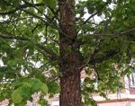 noisetier de Byzance (Corylus colurna) : ramure