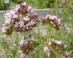 origan en fleur