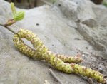fleur mâle de bouleau (Betula pendula)
