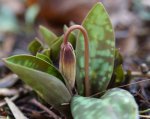 dent-de-chien (Erythronium dens-canis) en début de floraison