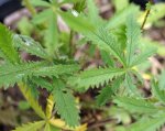 potentille droite (Potentilla recta)