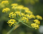 fenouil (Foeniculum vulgare) en floraison