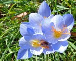 crocus d'automne (Crocus speciosus) et abeille sauvage