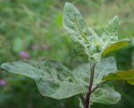 pointe de l'arroche des jardins (Atriplex hortensis)