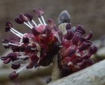 gros plan d'une inflorescence d'Ulmus minor