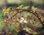 inflorescence de l'épimède (Epimedium pinnatum)