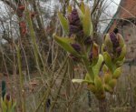 bouton floral de lilas (Syringa vulgaris, mi-mars)