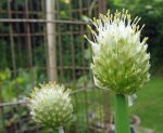 ciboule (Allium fistulosum)