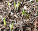 pointement d'Arum maculatum