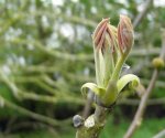 débourrement d'un bourgeon à feuilles (noyer, Juglans regia)