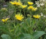 massif d'aunée en floraison (Inula helenium)