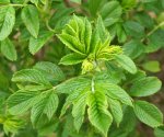 jeune feuillage de rosier rugueux (Rosa rugosa)