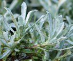 feuillage de pied de chat (Antenneria dioica)