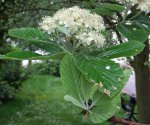 allouchier (Sorbus aria), floraison, mai