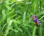 vesce à épis (Vicia cracca) et bourdon