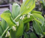 sceau de Salomon odorant (Polygonatum odoratum)