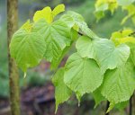 tilleul à grandes feuilles (Tilia platyphyllos) : jeune feuillage