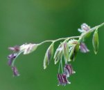 pâturin des prés (Poa pratensis)