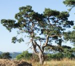 pin sylvestre (Pinus sylvestris)