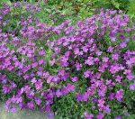 aubriète (Aubrieta deltoidea)
