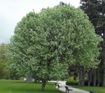 allouchier (Sorbus aria)