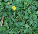 massif d'épervière piloselle (Hieracium pilosella) vu de dessus