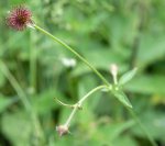 benoite commune en fruit (Geum urbanum)