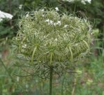 fructification de carotte sauvage (Daucus carotta)