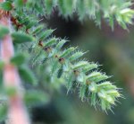 bruyère tétragone (Erica tetralix)