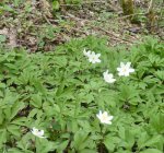 massif d'anémone sylvie (Anemone nemorosa) en sous-bois