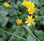 renoncule ficaire en fleur