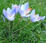 crocus d'automne (Crocus speciosus)