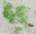 cresson alénois (Lepidium sativum)
