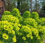 euphorbe petit-cyprès (Euphorbia cyparissias)