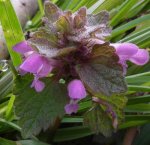 jeune pousse fleurie de lamier pourpre (Lamium purpureum, mi-mars)