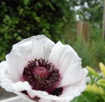 fleur de pavot d'orient (Papaver orientale)