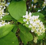 inflorescence de merisier à grappes (Prunus padus)