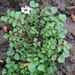 cardamine hérissée, vue de dessus (mi-mars)