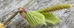 fleur femelle de bouleau (Betula pendula)