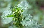 floraison de petite ortie (Urtica urens)