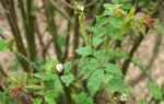 feuillage du rosier des champs (Rosa arvensis)