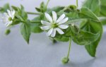 mouron des oiseaux (Stellaria media)