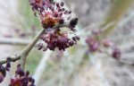 inflorescence d'orme champêtre (20 mars 2010)