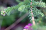 bruyère tétragone (Erica tetralix)