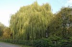 saule pleureur (Salix babylonica)