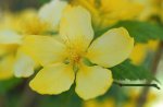 fleur simple de corète du Japon (Kerria japonica)
