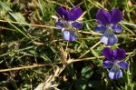 pensée sauvage (Viola tricolor)