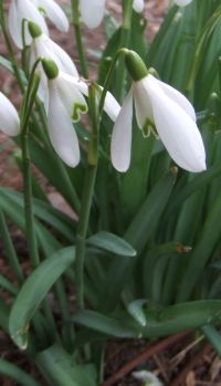 perce-neige